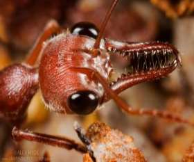 Bulldog Ant Karıncaları