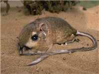 Kanguru Faresi (Microdipodops)