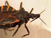 Öpücük Böceği taşıdığı parazit ile ısırdığı insanlarda Chagas hastalığı bulaştırır.
