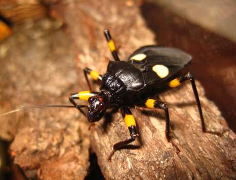 Afrika Katil Böceği nerelerde yaşar?