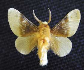 Bolivya Böceği