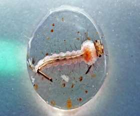 Sivrisinek Larva