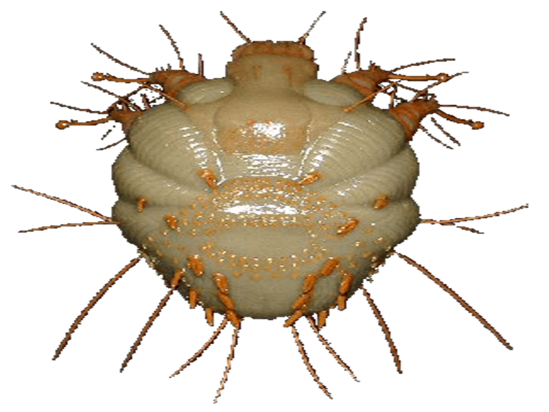 Yuz derisinde parazit - Papiloma genitales