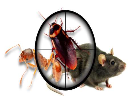 Böcek ilaçlama yöntemleri nelerdir?