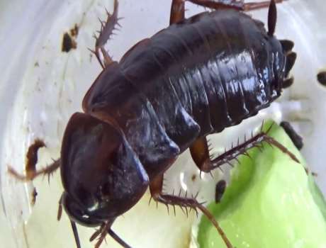 Oryantal (Doğu) Hamam Böceği hakkında yanlış bilgiler