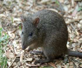 Bandikut faresi (Bandicota indica)