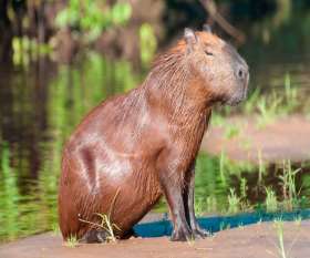 Kapibara (Hydrochoerus hydrochaeris)