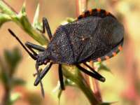 Afrika Katil Böceği