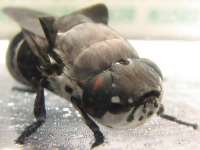 Beyin yiyen sinek Bot Fly