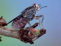Veba salgınının baş aktörü çeçe sineği