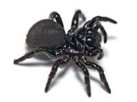 En tehlikeli örümcek türleri